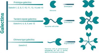 Galectin-9 – ligand axis: an emerging therapeutic target for multiple myeloma